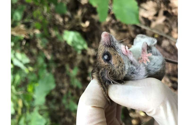 Impaired wild mice survive and thrive as well as unimpaired counterparts
