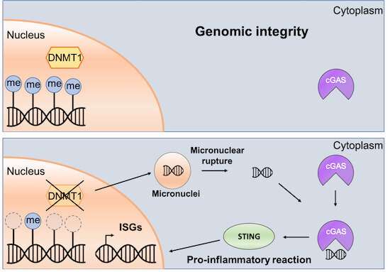 Important factor identified in the epigenetic control of the innate immune system