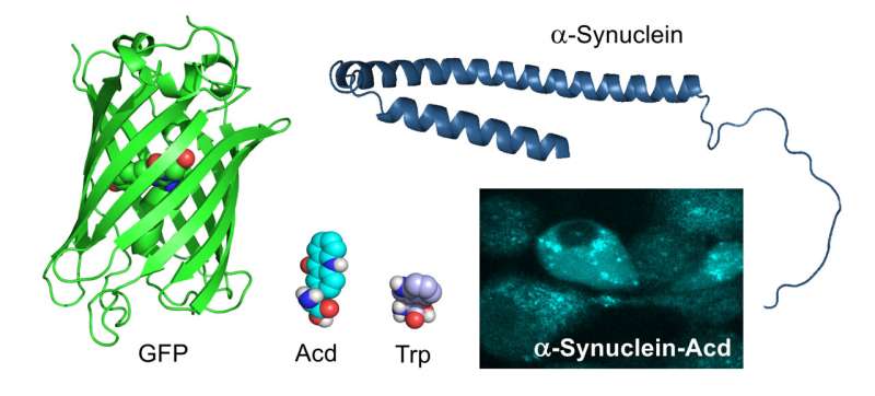 Improved fluorescent amino acids for cellular imaging
