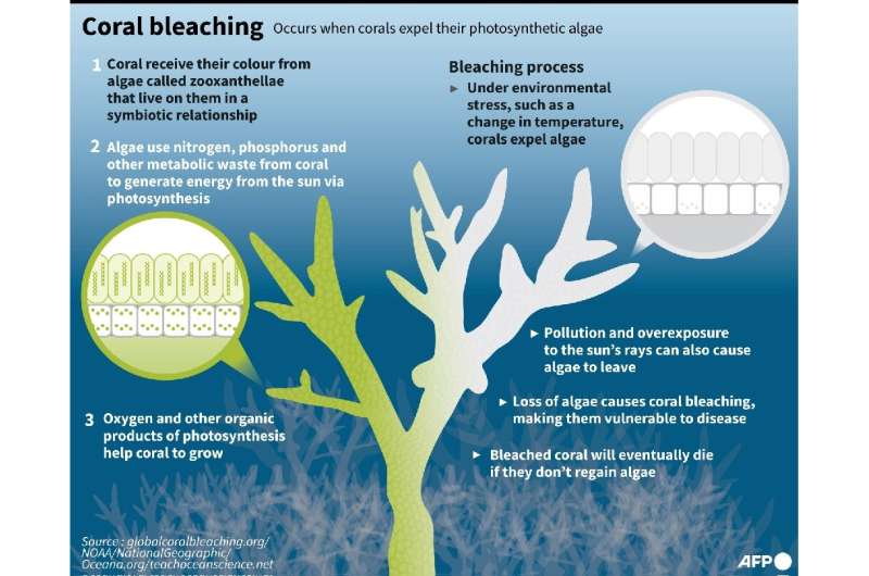 In a 2C world, more than 99 percent of all corals would disappear, according to the IPCC