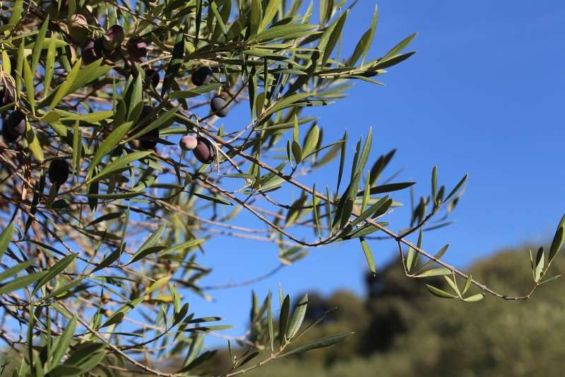 In-depth study of the biodiversity of the fungus causing olive tree Anthracnose