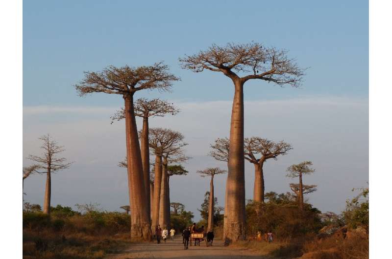 In Madagascar more than half of tree species are threatened with extinction