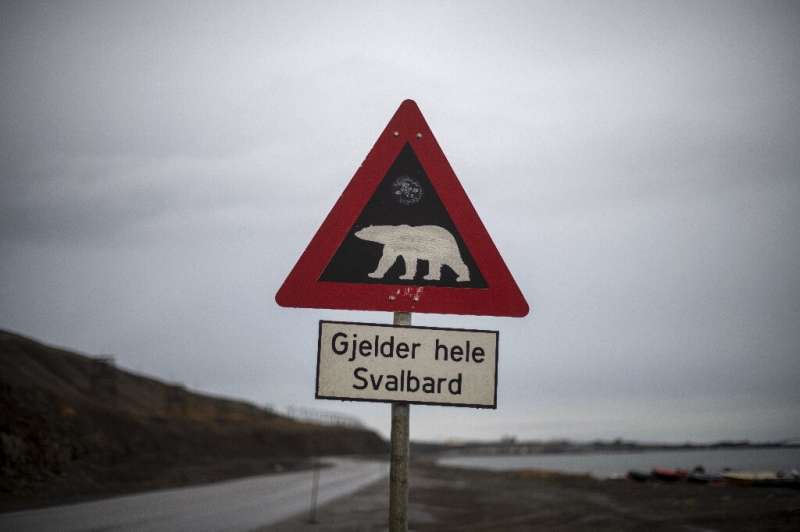 A little over 1,000 km (620 miles) from the Arctic, Svalbard is home to about 300 sit-down polar bears alongside about 20.