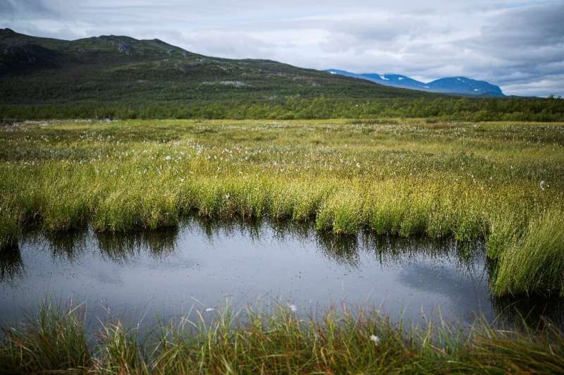 In Sweden's far north, permafrost beneath the Stordalen mire is up to thousands of years old
