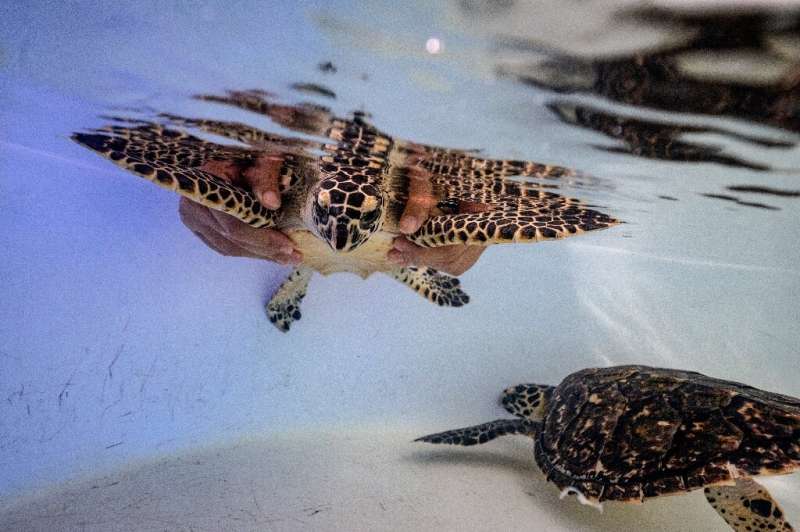 In Thailand—as in many other countries—the turtles' future is threatened by global warming, which harms coral reefs and increase