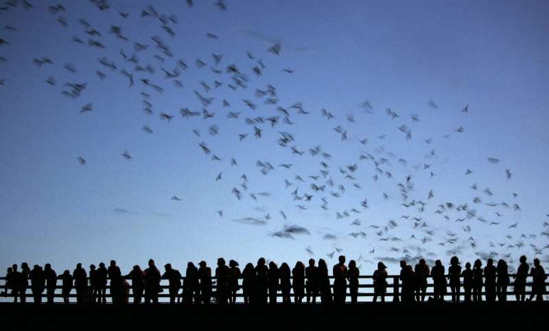 In the United States, thousands of Mexican free-tailed bats have been killed by hypothermia after being lured by milder winters 