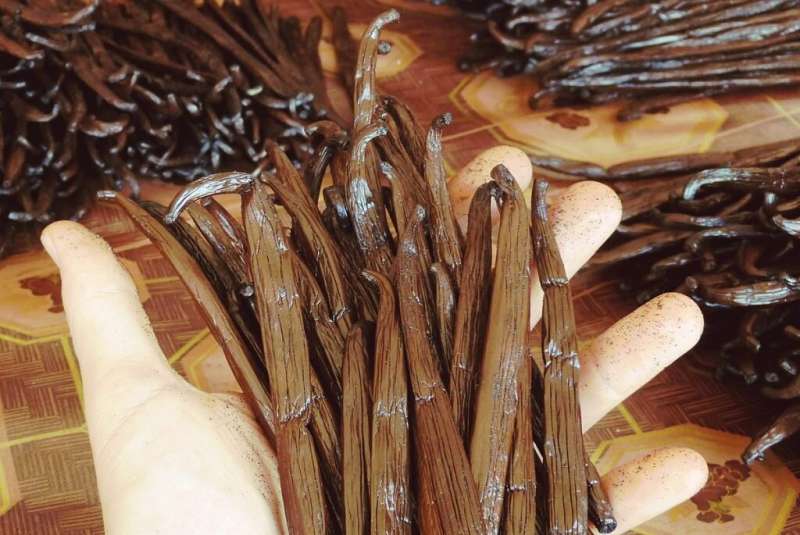 In the world capital of vanilla production, nearly three out of four farmers say they don’t have enough to eat