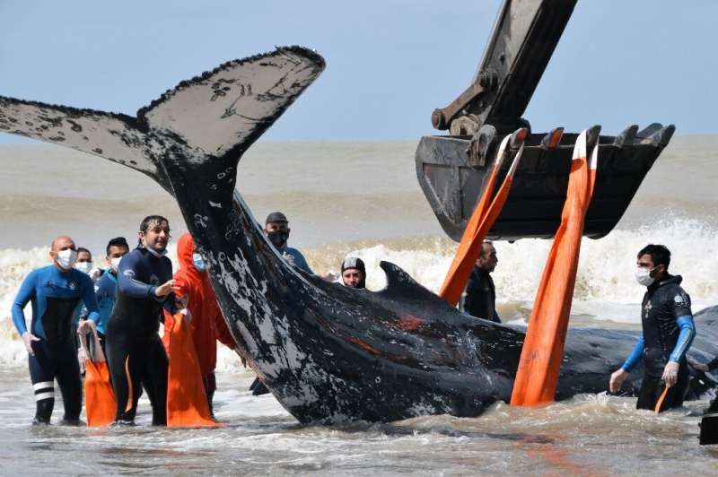 In this handout photo released by Mundo Marino Foundation, rescuers help a stranded humpback whale at a beach in Argentina, sout