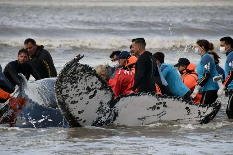 In this handout photo released by Mundo Marino Foundation, rescuers help a stranded humpback whale on a beach in Argentina, sout