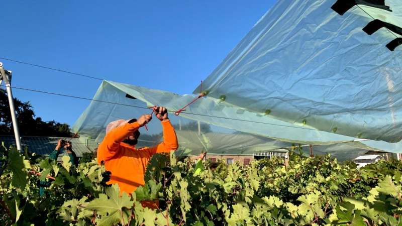 Increasing temperatures led to better-tasting wine grapes, but for how long?