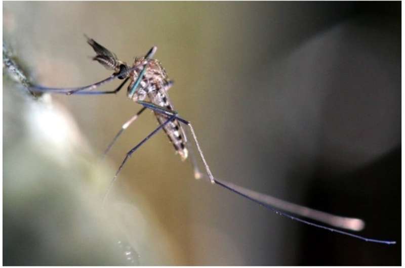 Increasing the accuracy of mosquito vector surveillance