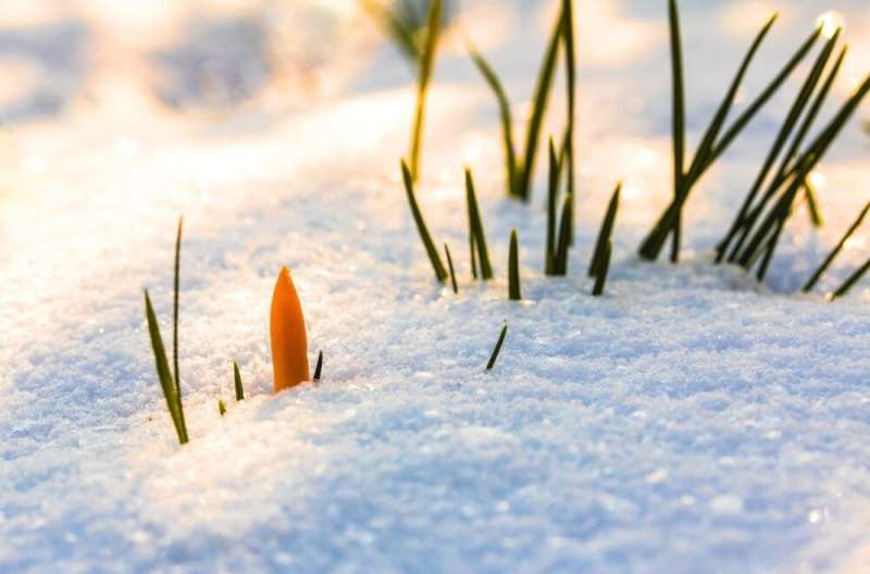 Increasing snow depth prevented wintertime soils from cooling during the warming hiatus