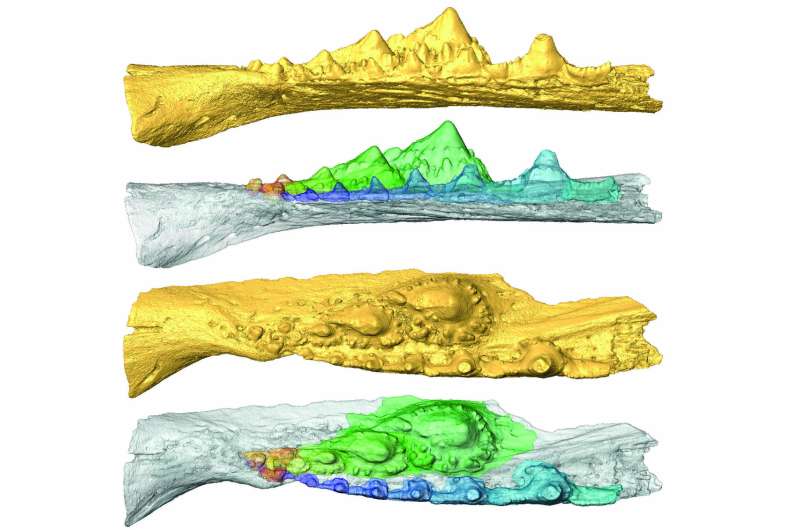 Independent evolutionary origins of vertebrate dentitions, according to latest study