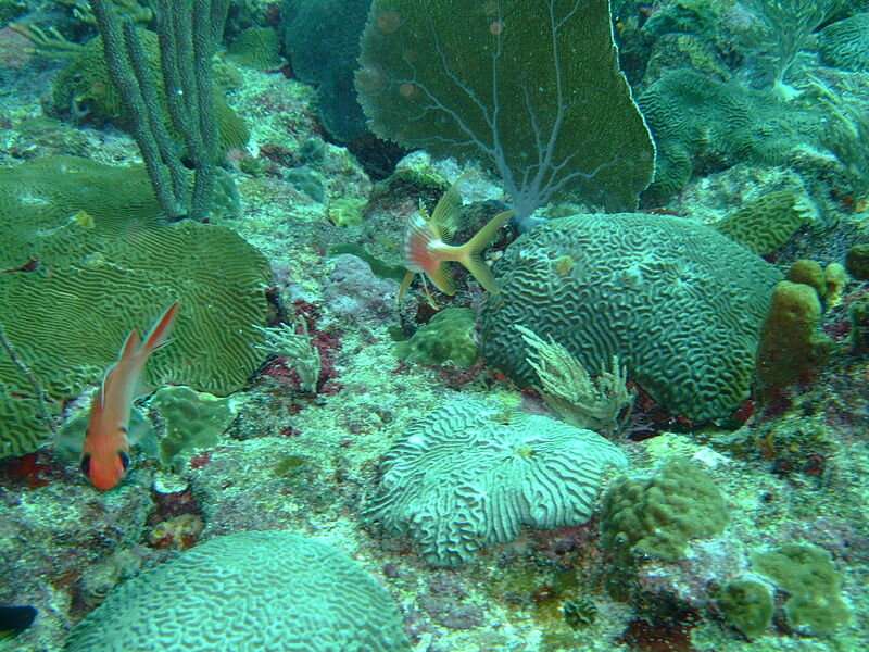 Independent stress response makes octocorals more robust