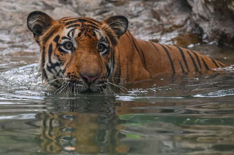 India recorded the deadliest year in a decade for tigers, with 126 deaths in 2021
