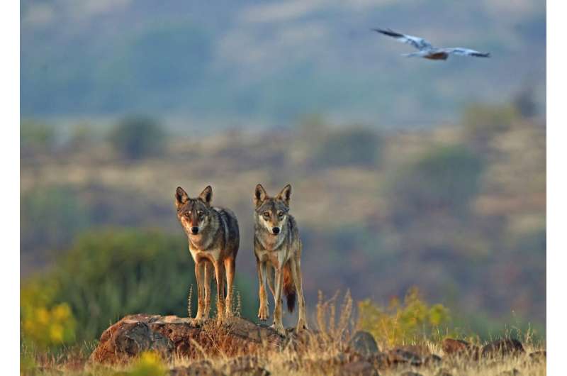 Indian wolf among world’s most endangered and distinct wolves