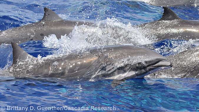 Infectious disease found in Hawaiʻi dolphin could spark mass marine mammal deaths