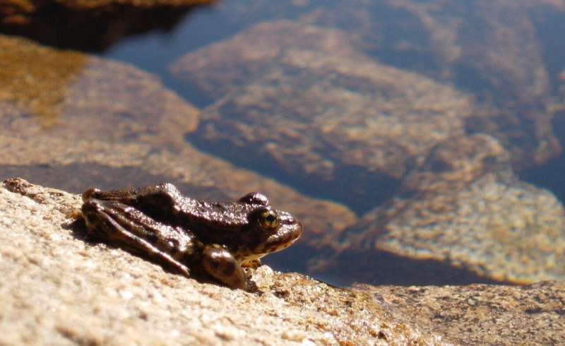 Infectious disease causes long-term changes to frog's microbiome