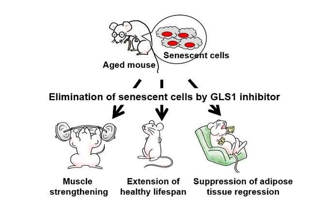 Inhibiting KGA-dependent glutaminolysis in mice found to eliminate senescent cells