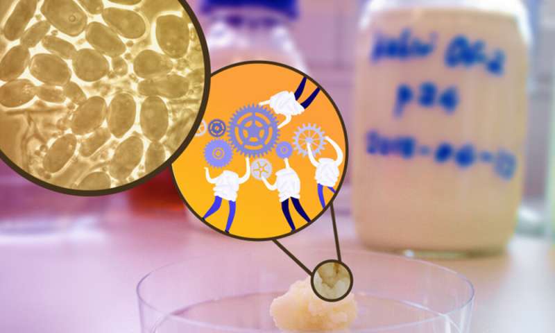 In kefir, microbial teamwork makes the dream work