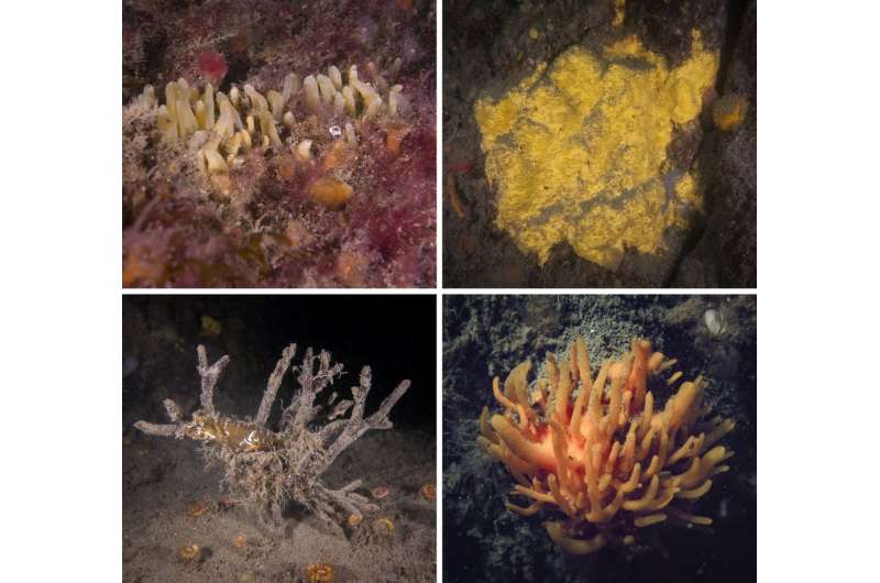 Inside the Irish lough that offers a window into the deep sea