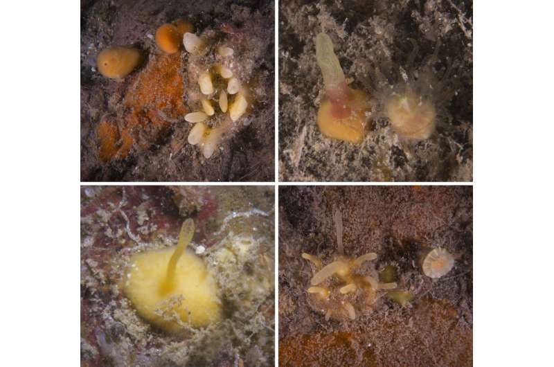 Inside the Irish lough that offers a window into the deep sea