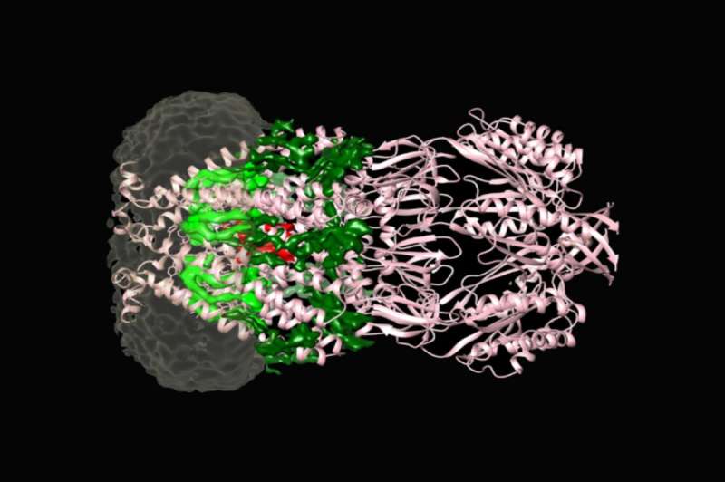 Inside the protein channel that keeps bacteria alive