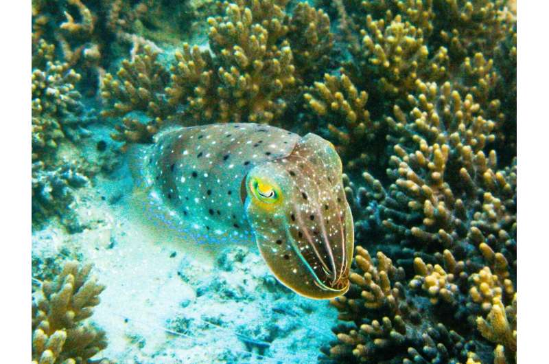 Insights from color-blind octopus help fight human sight loss