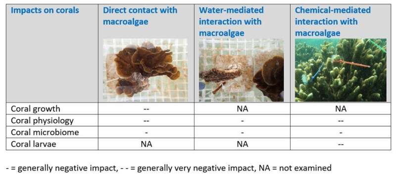 Interactions between corals and macroalgae on Singapore's urban reefs