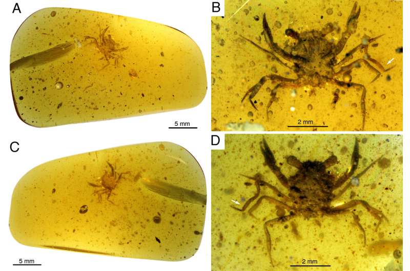 International team of researchers discover first dinosaur era crab fully preserved in amber