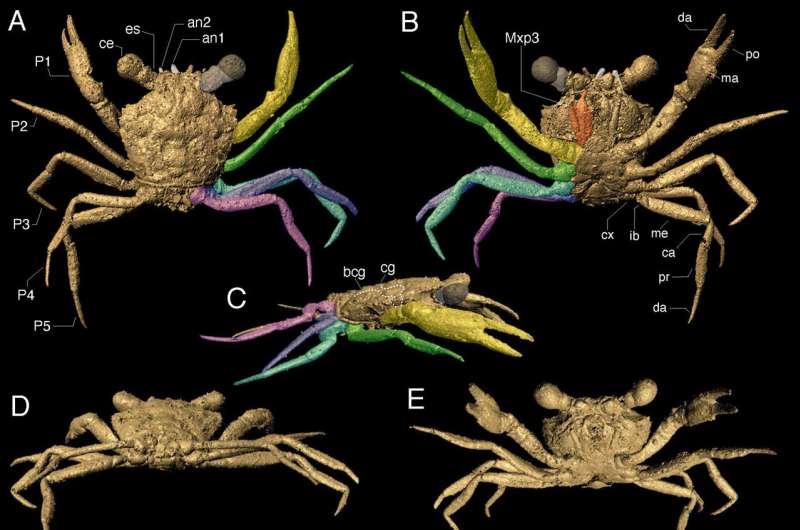 International team of researchers discover first dinosaur era crab fully preserved in amber