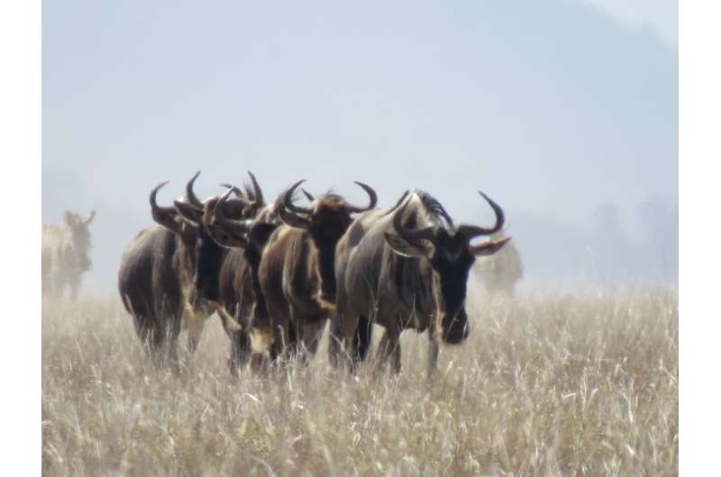 International team partners with UN to launch global initiative to map ungulate migrations