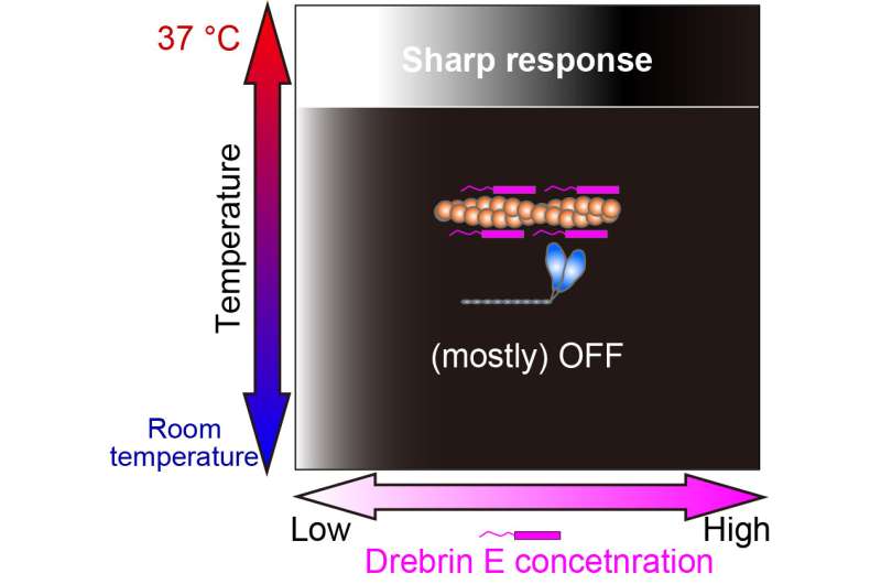 Intracellular temperature sensors: Protein complex exhibits temperature-sensitive activity