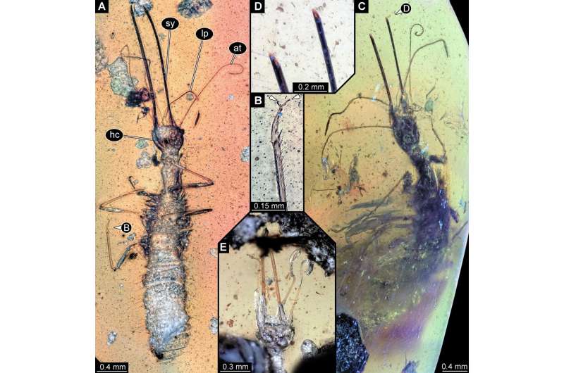 Intriguing insect fossils preserved in amber