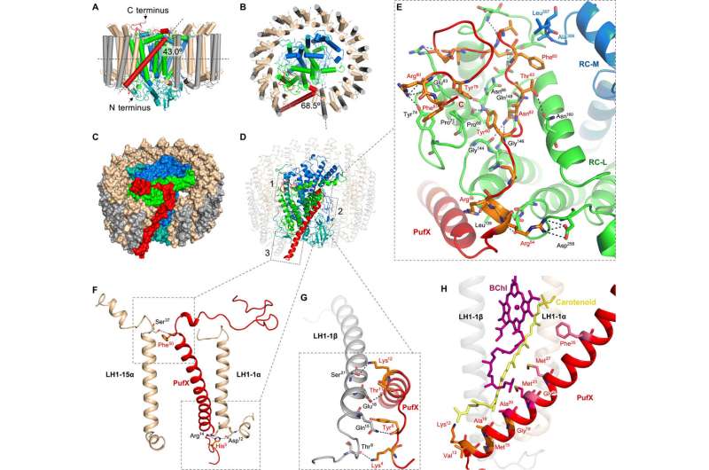 Intriguing structure revealed of a photosynthetic supercomplex in bacteria