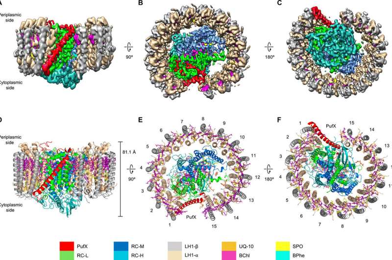 Intriguing structure revealed of a photosynthetic supercomplex in bacteria