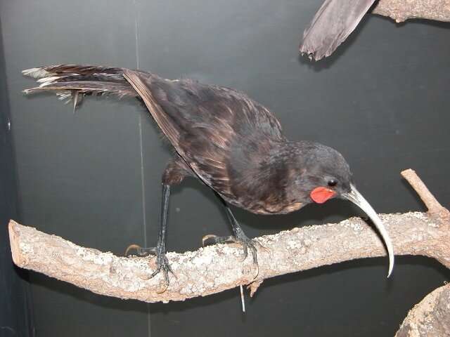 Introduced birds are not replacing roles of human-caused extinct species