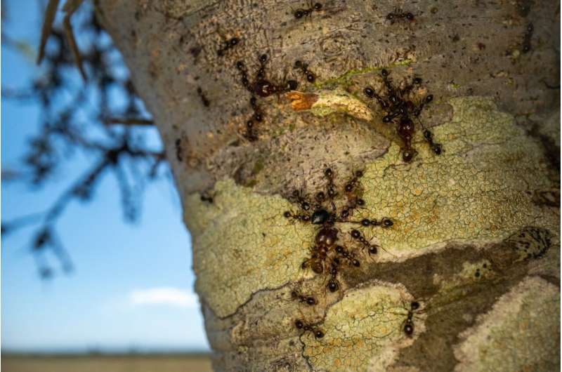 Invasive ants can threaten ecosystems by damaging plants at the roots