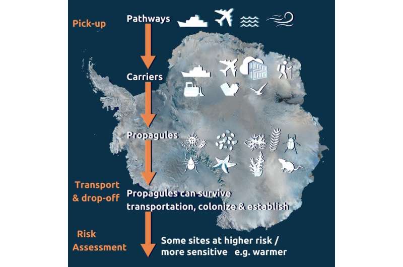 Invasive species are threatening Antarctica's fragile ecosystems as human activity grows and the world warms