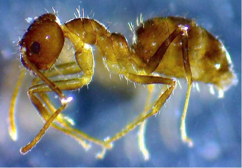 Invasive tawny crazy ants have an intense craving for calcium – with implications for their spread in the US