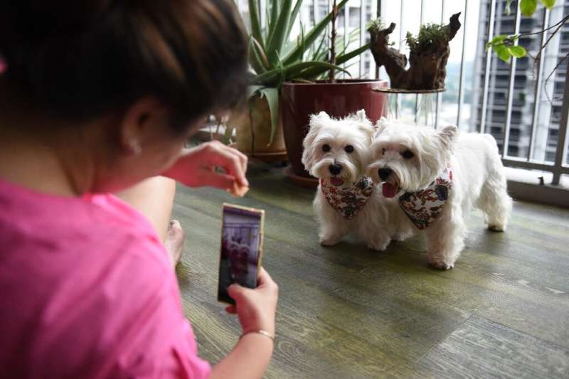 Inventors hope the DogPhone device could ease separation anxiety suffered by 'pandemic puppies' who became used to human contact