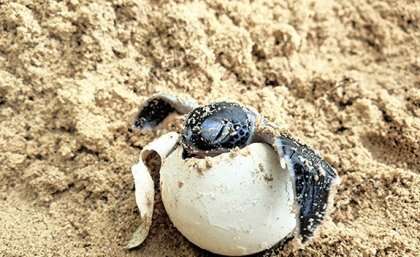 Irrigation could help reverse male sea turtle drought