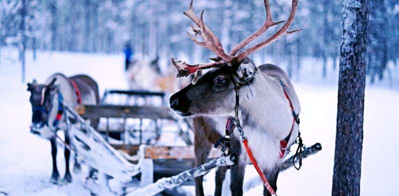 Is Santa's sleigh zero carbon? The answer lies in reindeer poo