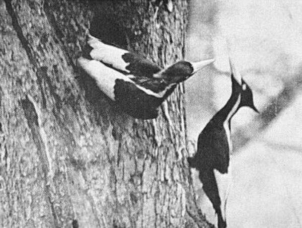 It may be extinct, but the story of the ivory-billed woodpecker isn’t over yet
