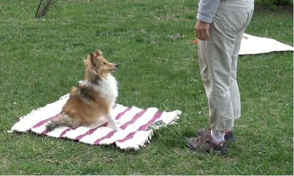 I, the obstacle -- dogs show body-awareness, a new component of mental self-representation