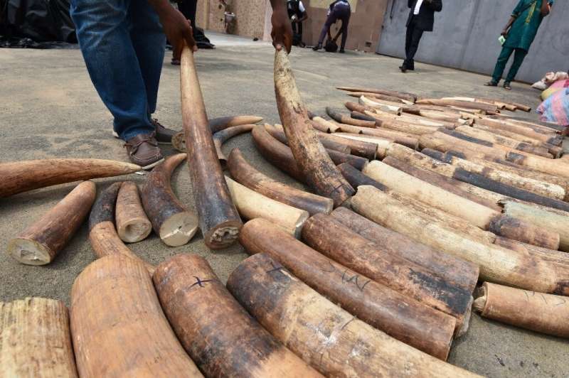 Ivory can fetch up to 7,000 euros a kilo