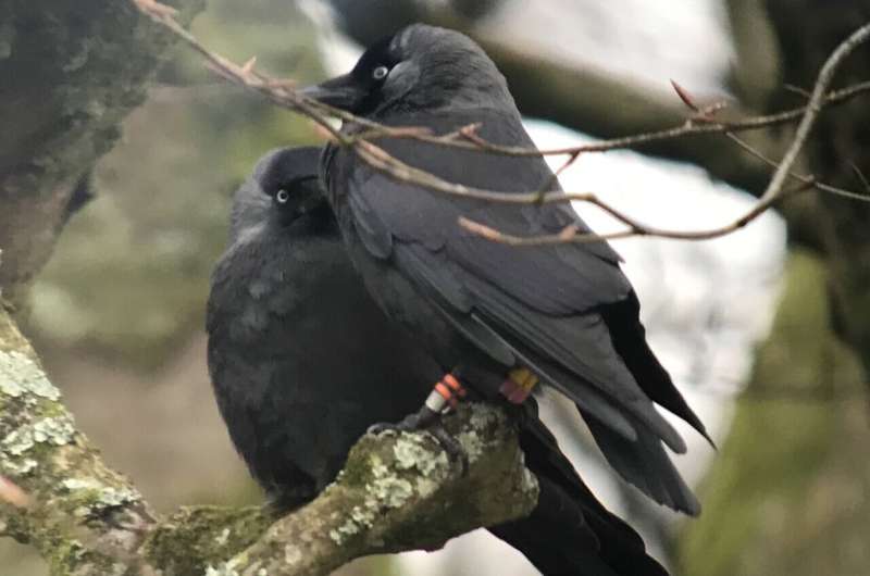 Jackdaws don't console traumatized mates