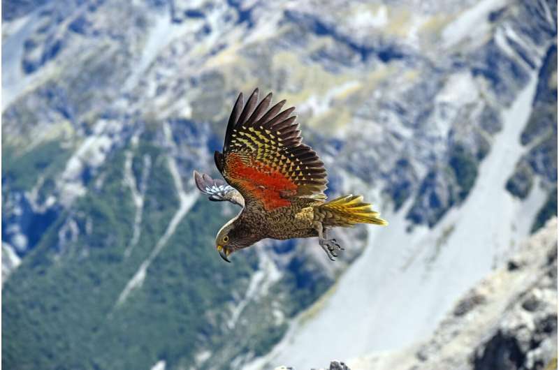 Kea may have gone to the mountains to avoid people