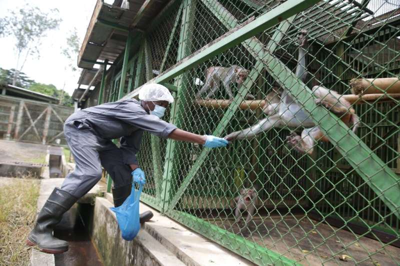 Keeping protected primates is punishable with several months in prison and a hefty fine