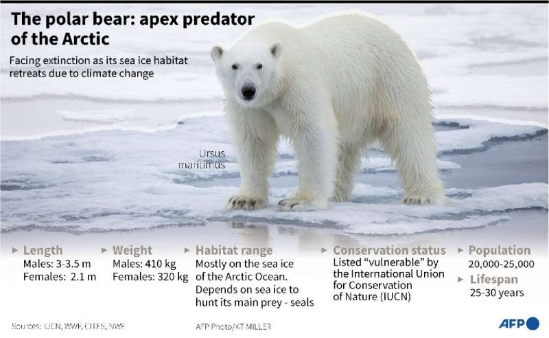 Important facts about the polar bear, the apex predator of the Arctic Circle